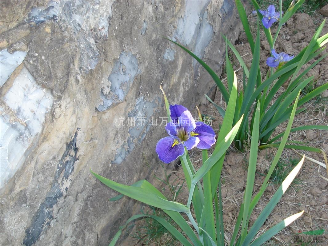 常綠鳶尾 常綠水生鳶尾 白花鳶尾、藍花鳶尾