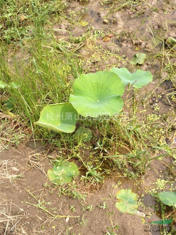 荷花 又名蓮花、水芙蓉