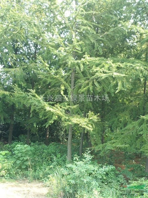 浙江供應(yīng)金錢松