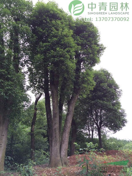 專業(yè)供應香樟樹,湖南香樟,益陽香樟及2014年香樟樹價格表