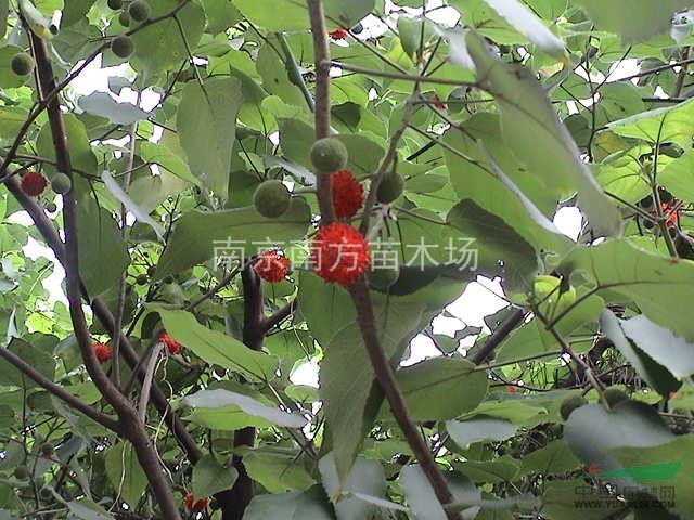 構(gòu)樹、大構(gòu)樹價格、叢生構(gòu)樹價格、構(gòu)樹供應(yīng)信息。