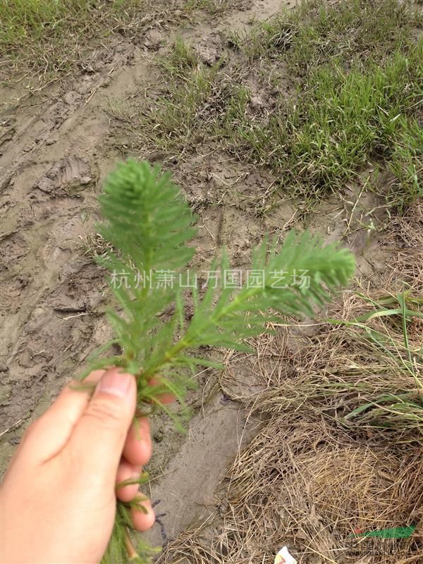 菹草 又名 蝦藻、蝦草、麥黃草