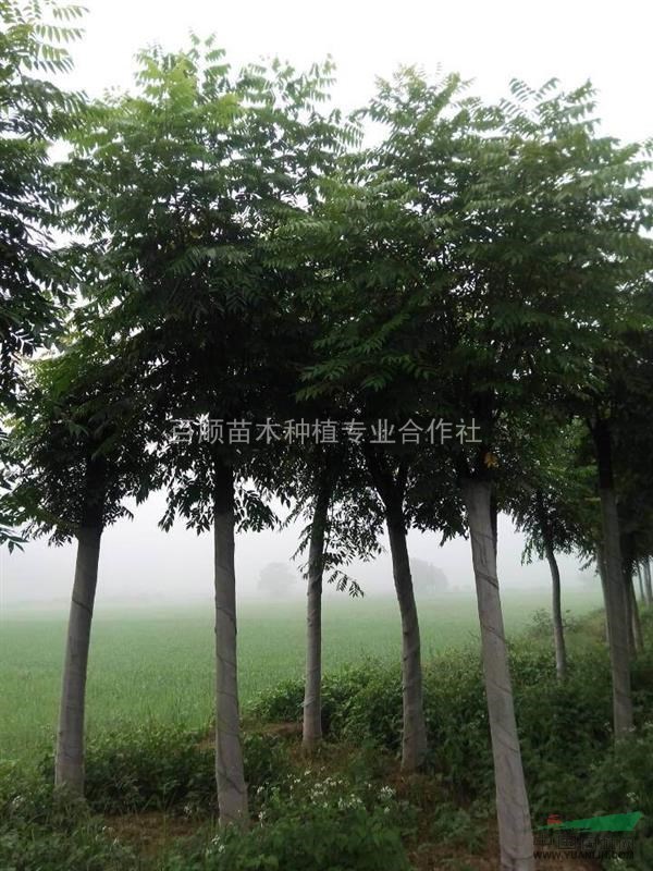 湖南欒樹，欒樹大量供應(yīng)