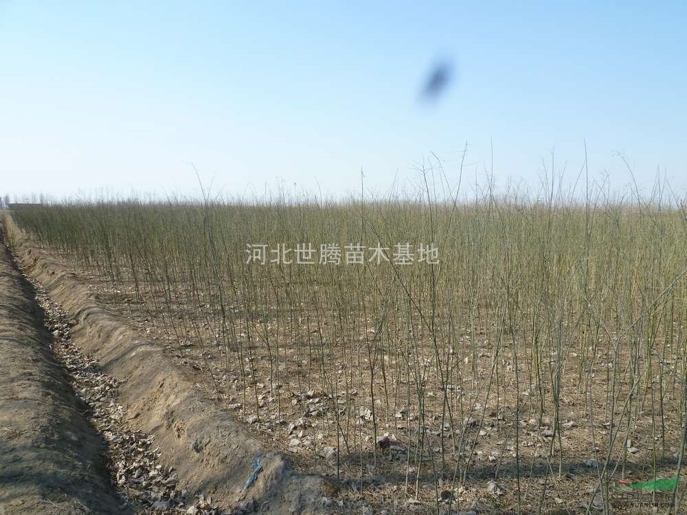 河北國(guó)槐價(jià)格  國(guó)槐小苗價(jià)格 3公分國(guó)槐