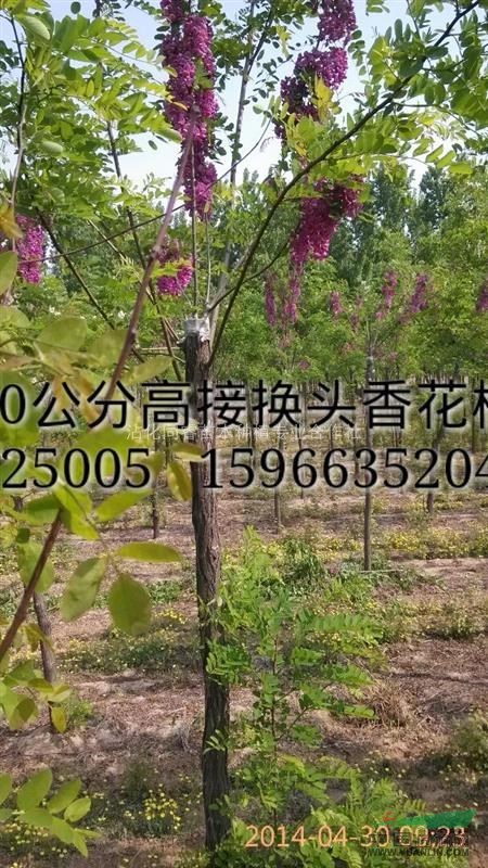 香花槐