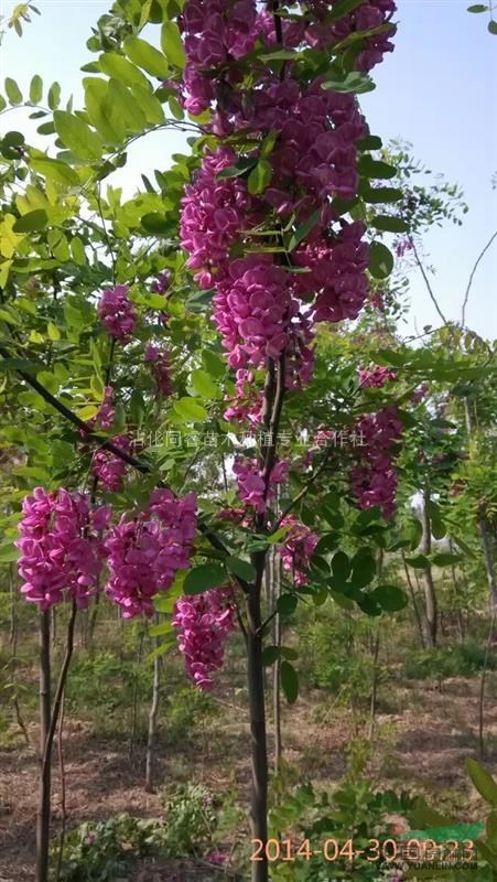 香花槐