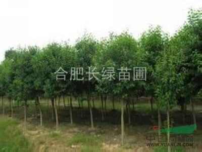 供應(yīng)安徽廣玉蘭，香樟，大葉女貞，烏桕，三角楓，桂花，紫薇