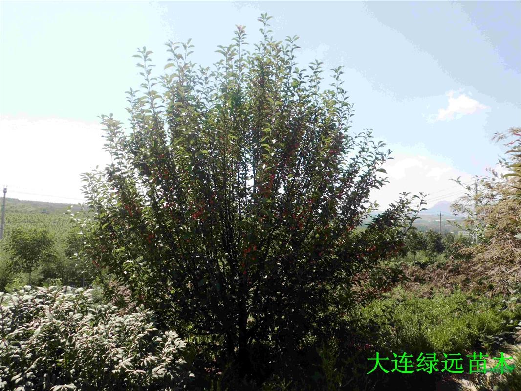 北美海棠