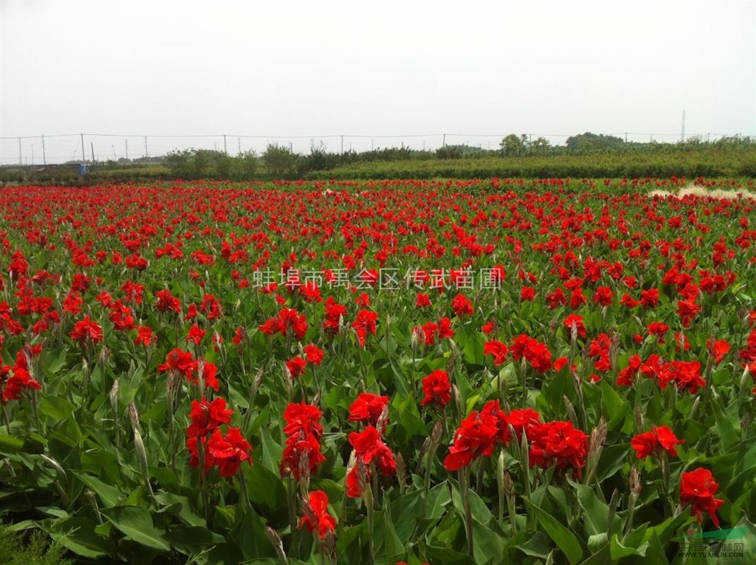 杭州供應(yīng)再力花，西伯利亞鳶尾，大花美人蕉，自產(chǎn)自銷。