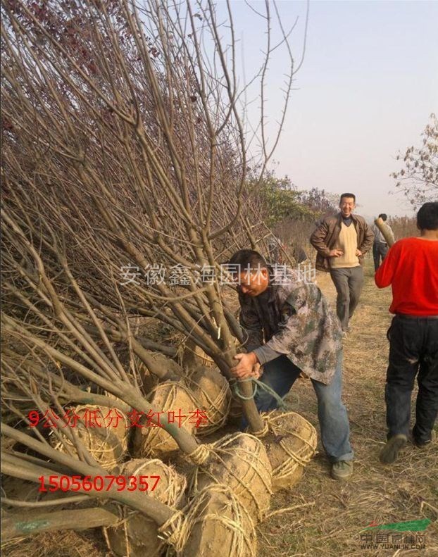 安徽鑫海園林苗木基地常年供應(yīng) 紅葉李 