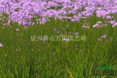 馬鞭草 柳葉馬鞭草 紫頂龍芽草、龍芽草、燕尾草