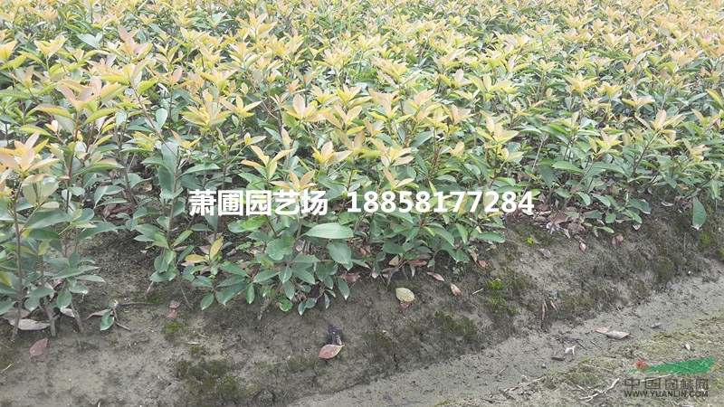 大量供應(yīng)紅葉石楠色塊苗及其球類