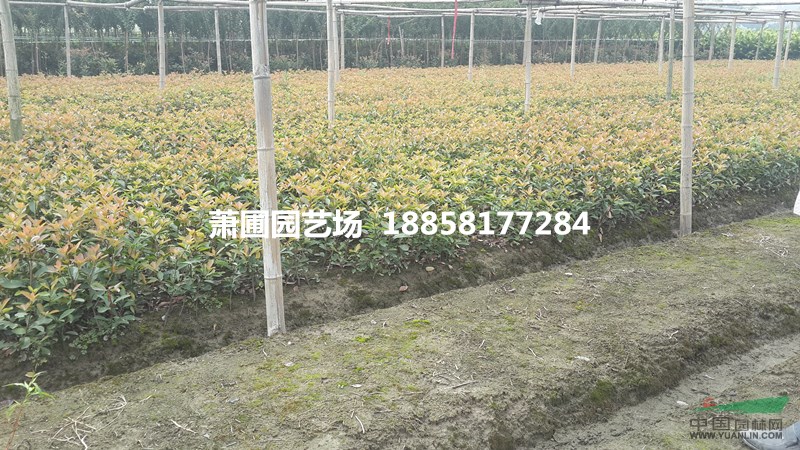 大量供應(yīng)紅葉石楠色塊苗及其球類