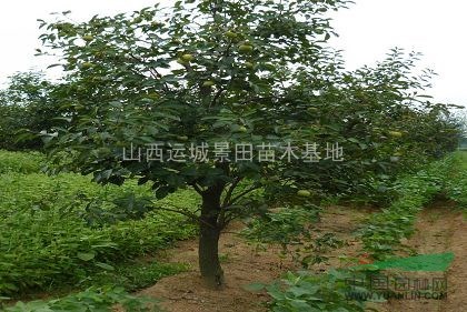 柿子樹·柿子樹價(jià)格詳情_出售供應(yīng)山西柿子樹基地
