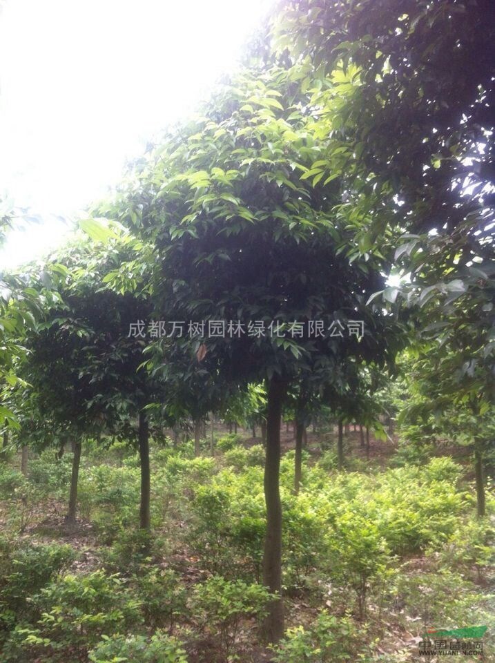 供應(yīng)天竺桂 成都天竺桂 天竺桂行道樹 萬樹園林供應(yīng)