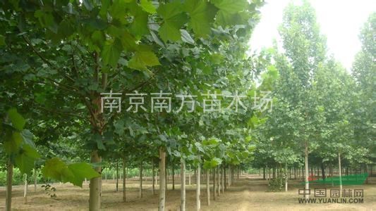 當(dāng)今大葉女貞價(jià)格、最新大葉女貞價(jià)格、大葉女貞苗木價(jià)格