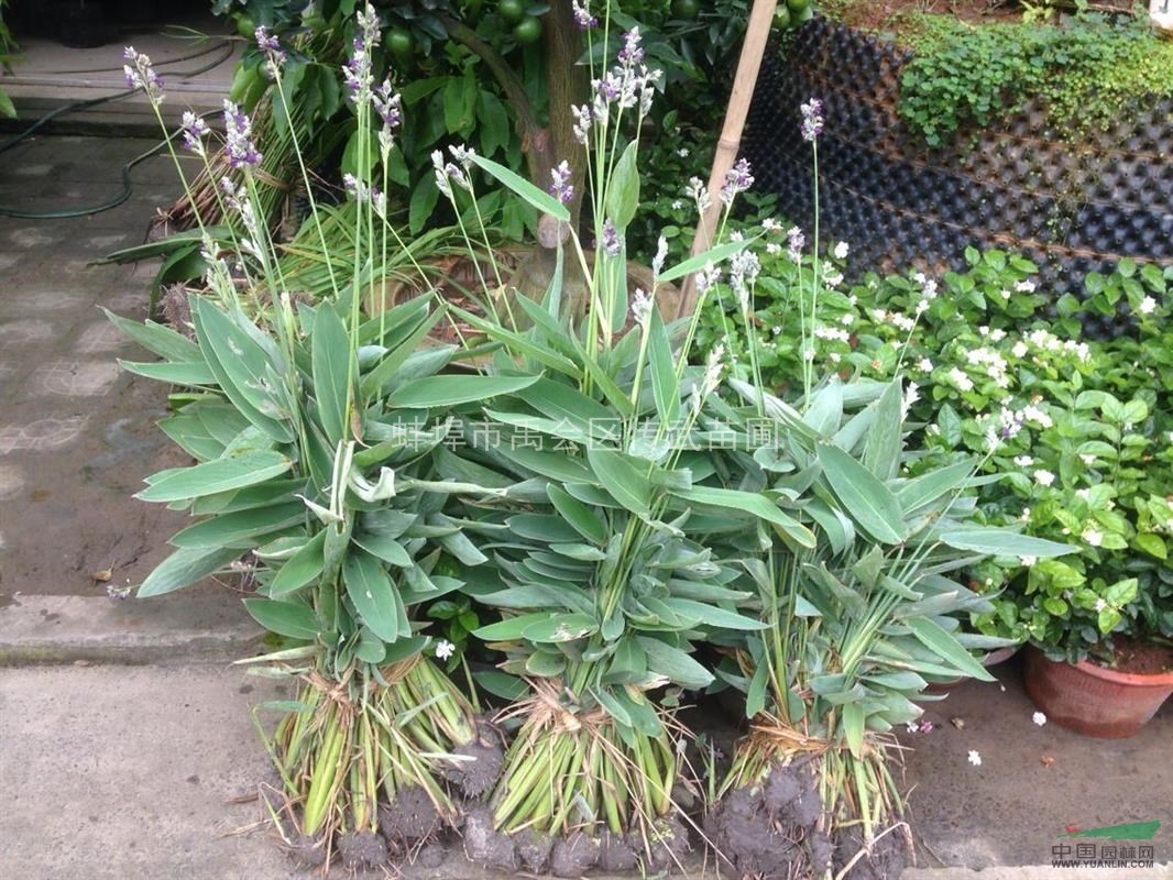 杭州蕭山供應千屈菜，蒲葦，香蒲，再力花，和其他水生植物。