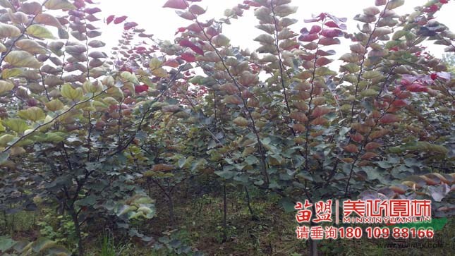 加拿大紫荊大量供應(yīng)