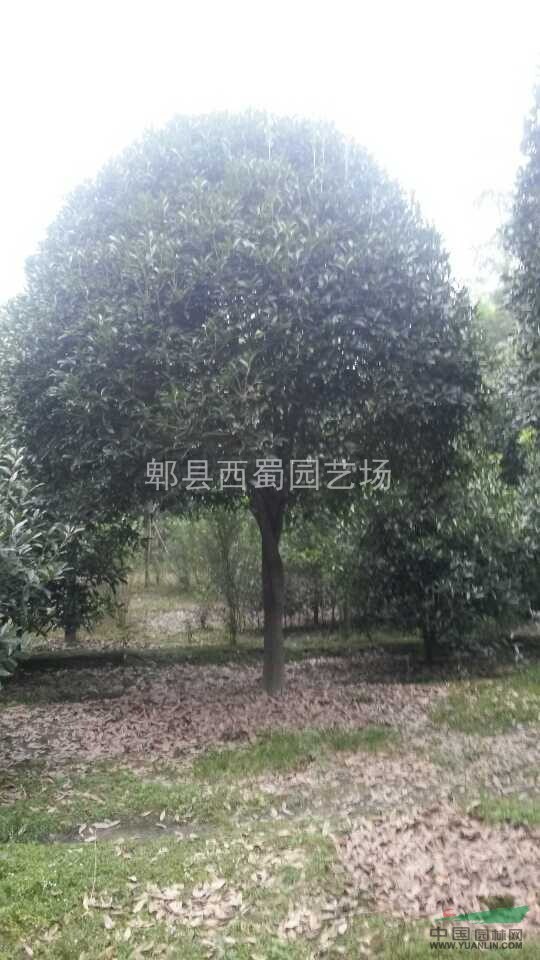 18公分成都桂花   精品桂花