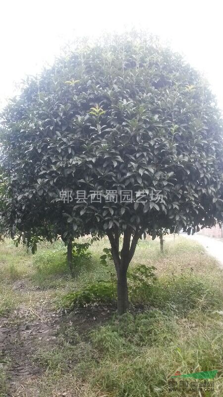 18公分成都桂花   精品桂花