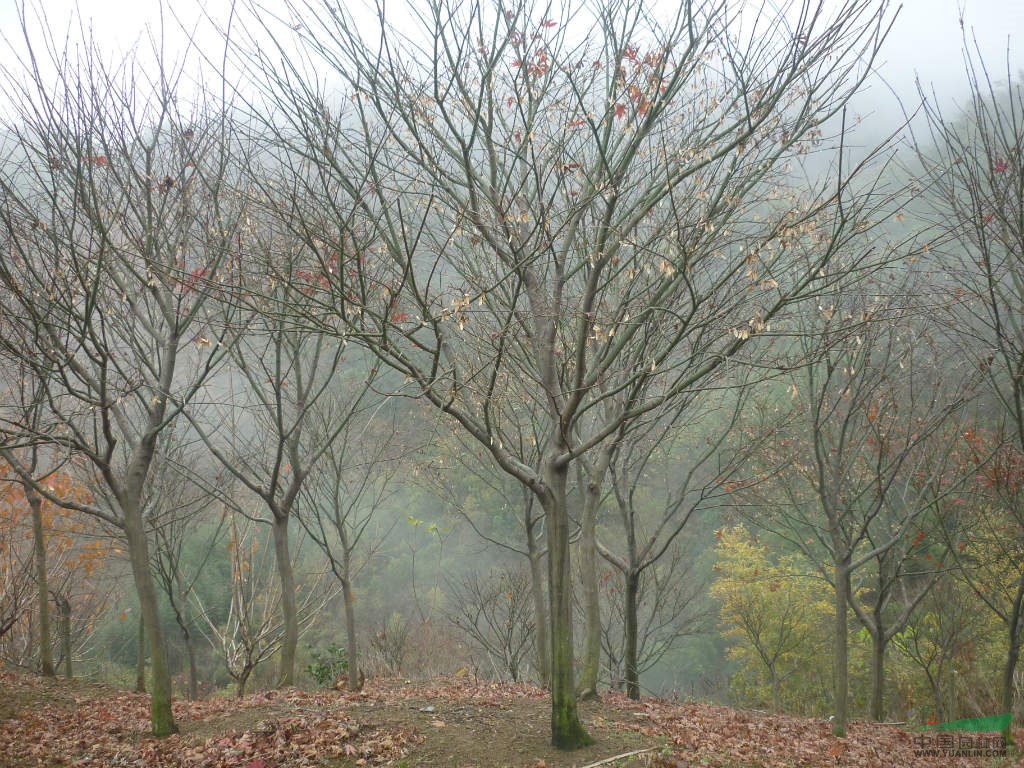 大量供應(yīng)紅楓,浙江紅楓,紅楓價(jià)格