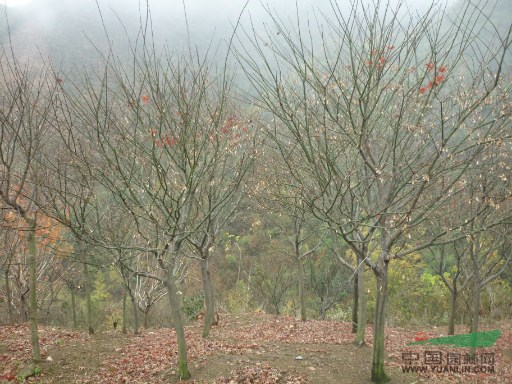 大量供應(yīng)紅楓,浙江紅楓,紅楓價(jià)格