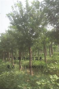 7公分國(guó)槐價(jià)格怎么樣