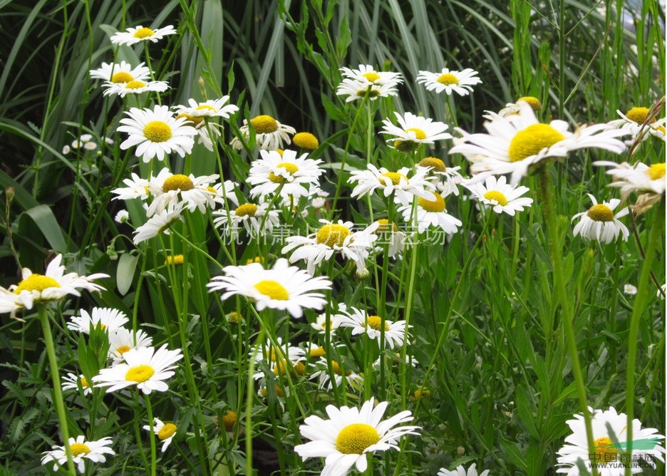 大濱菊 西洋濱菊