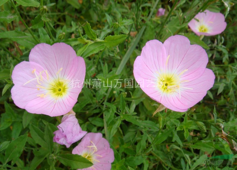 月見(jiàn)草 待霄草、山芝麻 夜來(lái)香、待霄草、粉晚櫻草