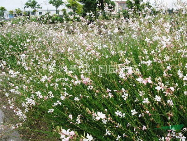 山桃草、千鳥花、青葉千鳥花、紫葉千鳥花、白桃花、白蝶