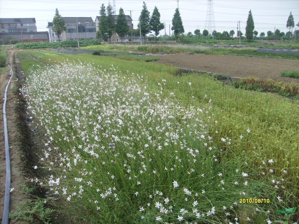 山桃草、千鳥花、青葉千鳥花、紫葉千鳥花、白桃花、白蝶