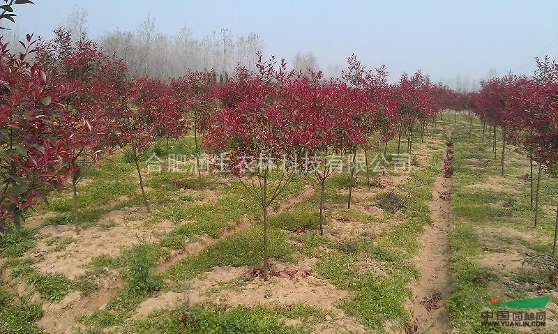 【紅葉石楠】20000棵