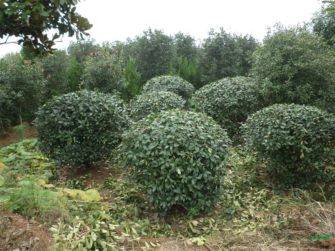 安徽秋季廣玉蘭，紅葉石楠，紫薇，紅葉李，香樟等苗木價格