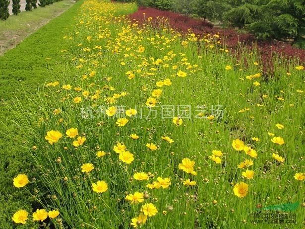 金雞菊、劍葉金雞菊、重瓣金雞菊、大花金雞菊