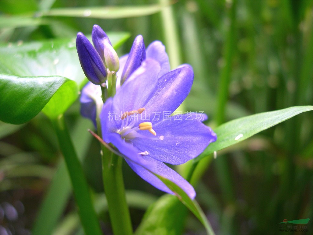 雨久花