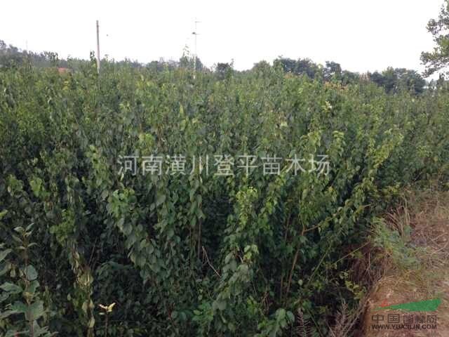 梅花 河南梅花2-6公分 梅花最新價(jià)格