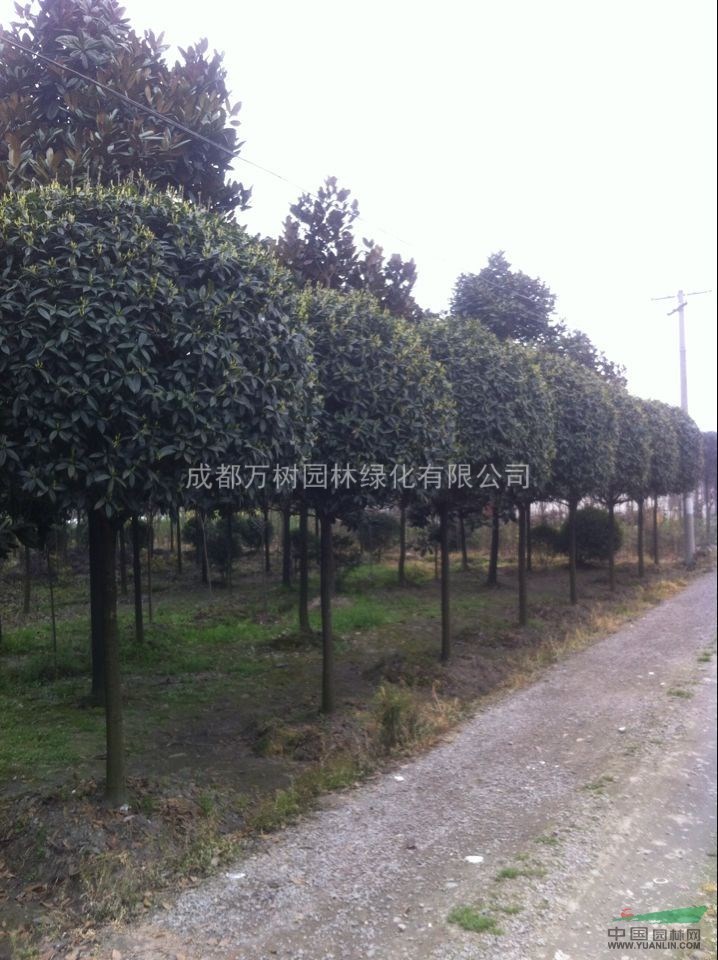 供應桂花 8-9公分好樹形高桿桂花 桂花工程苗 萬樹園林供應