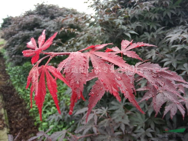 供應(yīng)紅楓