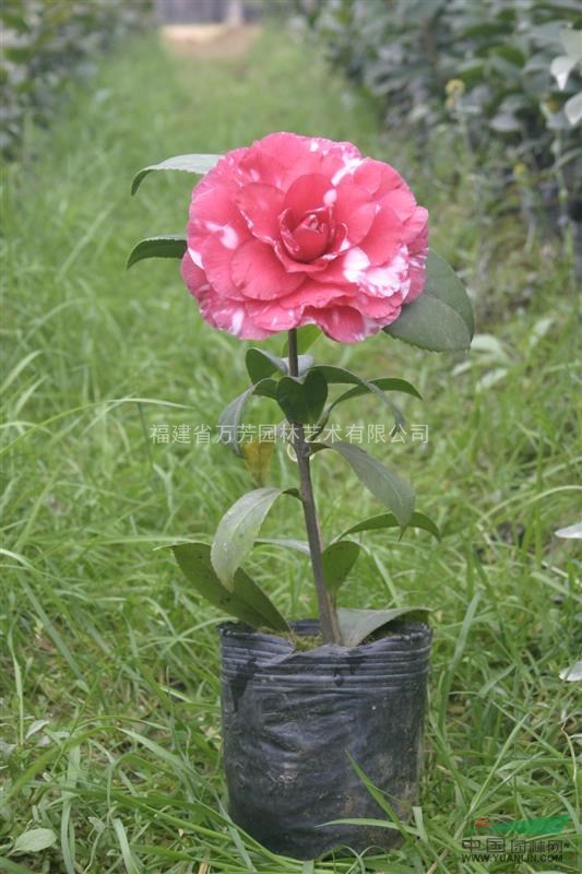 大量供應(yīng)茶花苗，美國(guó)貝拉大玫瑰（兩年苗），大花徑