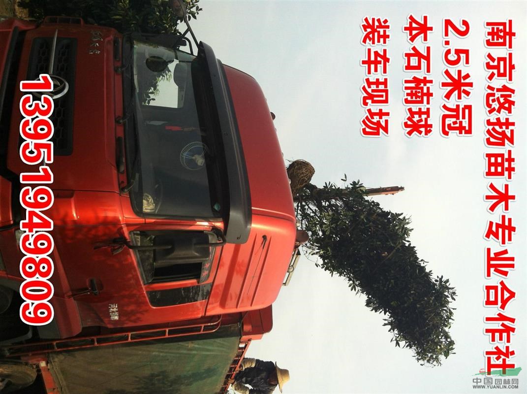 最新本石楠圖片，南京本石楠價格