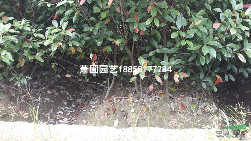 大量出售紅葉石楠籬笆苗