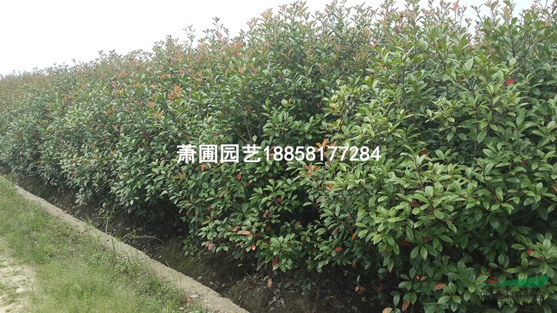 大量出售紅葉石楠籬笆苗