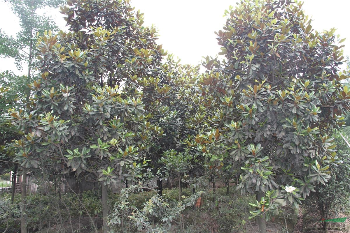 供應(yīng)廣玉蘭，工程苗木8-10公分，陜西工程苗木