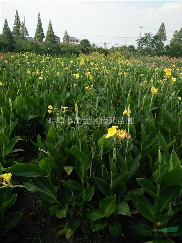 浙江杭州大量供應(yīng)水生美人蕉1000萬(wàn)芽，和其它水生植物，等等