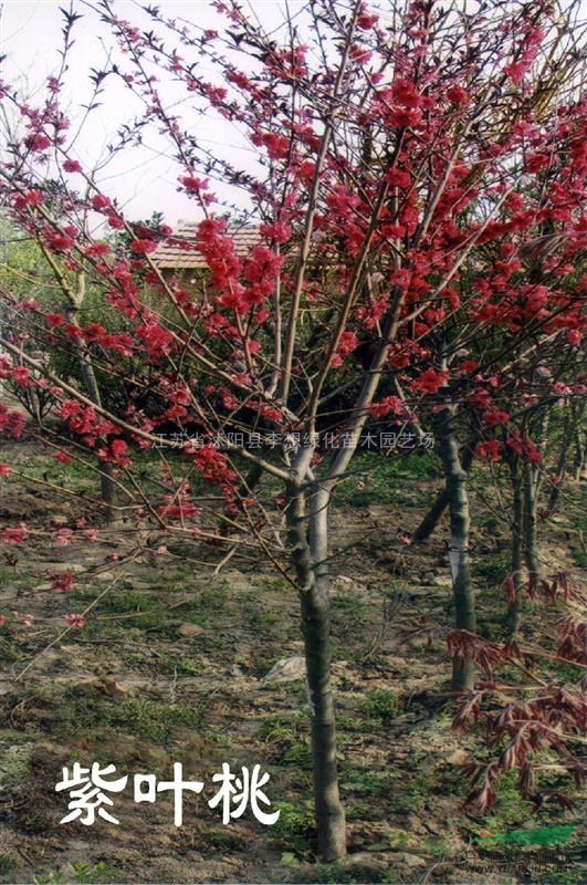 供應(yīng)紫葉桃價(jià)格 江蘇紅葉碧桃批發(fā) 沭陽(yáng)碧桃銷售 紫葉桃基地