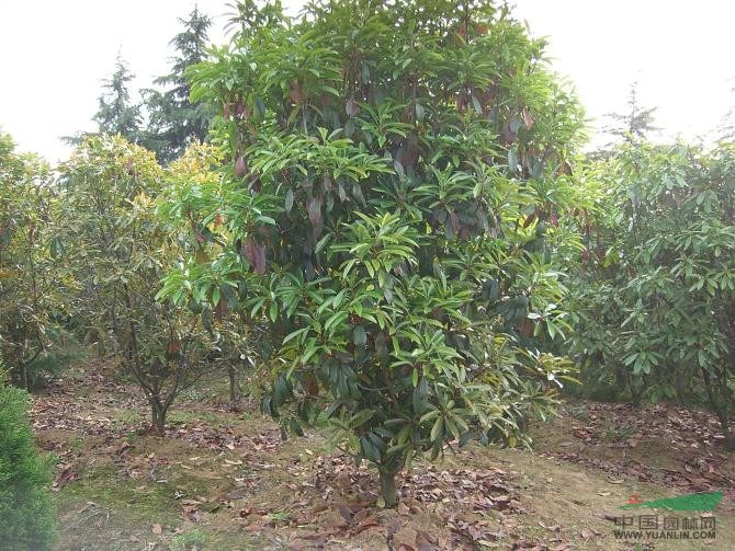 南京桂花苗木價格表
