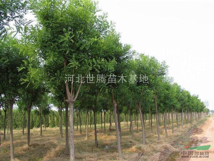 2014年國槐苗價格  2厘米國槐苗多少錢