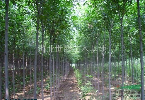 速生白蠟   寧夏白蠟樹(shù)