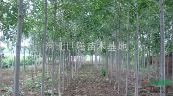 速生白蠟   寧夏白蠟樹(shù)