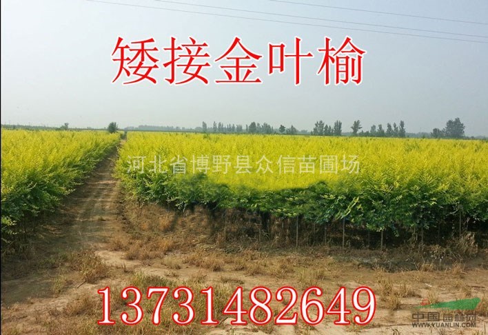 供應金葉榆 河北金葉榆 河北金葉榆價格 新疆金葉榆價格